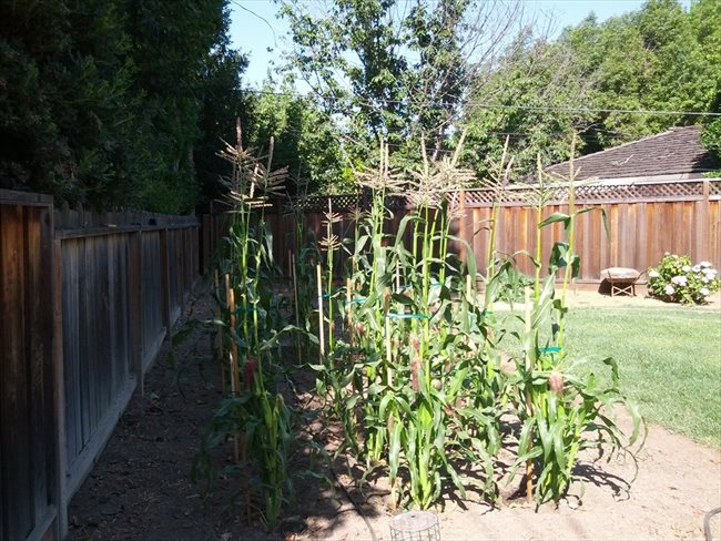 Room for rent in Cottle Avenue, Central San Jose - Large Room Available In Willow Glen (San Jose) - Image 2